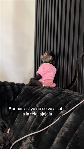 Rutila_oficial on TikTok