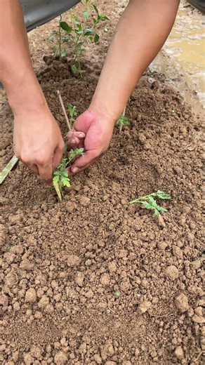 Planting Hope with My Bare Hands! Starting a Garden from Scratch 🌱 #gardenlife