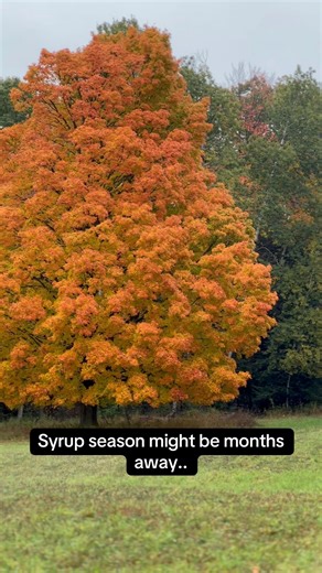 Maple Season starts long before the sap runs 🍁 cutting wood, stacking, and dreaming of spring days at the sugar shack. All the hard work starts now to make the family dream happen 🍁❤️ | Delaney's Wood Fired Maple Syrup