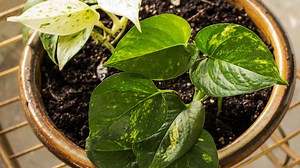 Pothos Propagation Tips