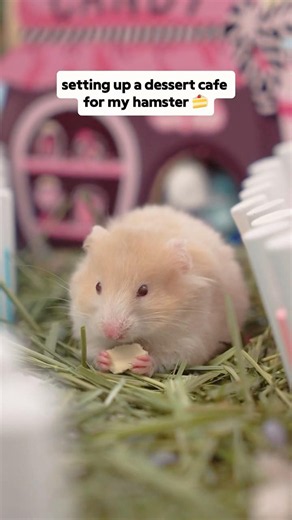 POV: you gave your hamster a candy wonderland 🍭🌸#hamster #hamstercage #miniandmoe #hamstersetup