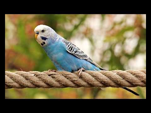 Tout savoir sur les perruches (alimentation, reproduction...)