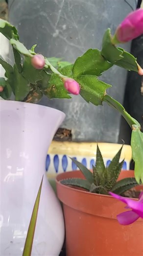 cactus navidad flores hermosas #cactusnavidad