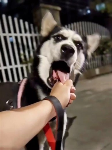 🤣Funny Animals 2026🤣Funny Dogs Video🐶 part-181 #funnyanimals #funnyvideo #funnydogs
