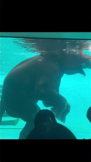 Elephant Swimming Underwater at Si Racha Zoo 🐘 Thailand