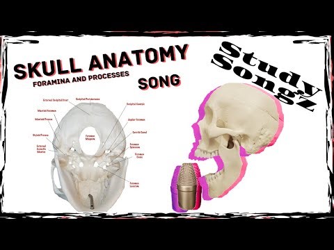 SKULL ANATOMY SONG- Study Songz- Skull Foramina and Processes