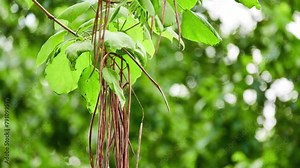 Catalpa bignonioides is Catalpa that is native to United States in Alabama, Florida, Georgia, Louisiana, and Mississippi. It is southern catalpa, cigartree, and Indian-bean-tree (bean tree). Stock Video