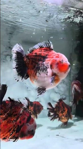 The Yuanbao goldfish is prone to flipping over! Feed sparingly! #koi #goldfish #freshwater