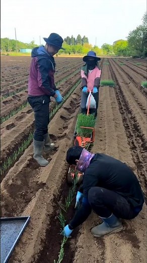 Efficient Semi Automated Machine For Planting Green Onions In Rows