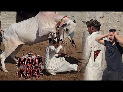 Shinwari Cattle Farm - Killer Dangerous Bulls - Fateh Jang Bulls 2026 - Cow Mandi 2026 - Bakra Mandi