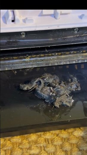 Shark HydroVac NOT Working? How to Fix Water Flow, Puddling & Pickup Issues #Shorts