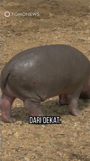 Man Arrested After Entering Moo Deng's Cage #shorts #moodeng