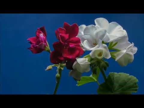 Best flowers video free