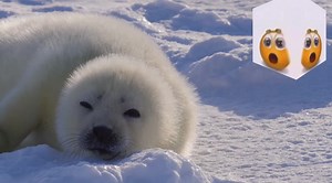 Adorable Greenland Seals Compilation | Funny Seal Videos