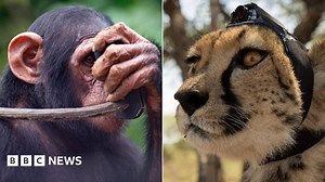 Animals With Cameras: Capturing the secrets of the wild