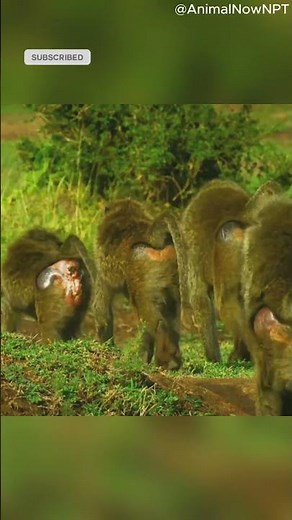 Python vs Baboon: The Wildest Battle Caught on Camera!