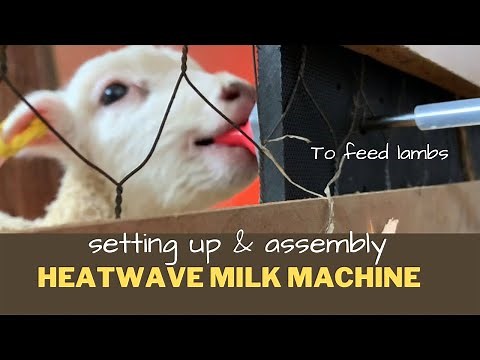 Setting up the heatwave milk machine for our lambs that need to be fed.