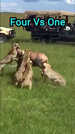 Intense cheetah hunt caught on camera #cheetah #nature #safari