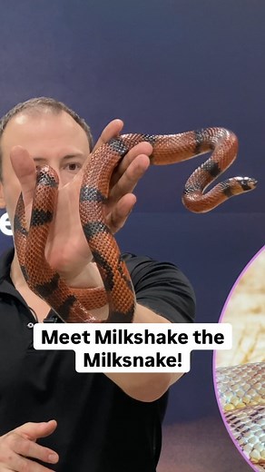 Come visit Milkshake the Milksnake at Defenses of the Animal Kingdom! Milkshake is just one of the many fascinating animals in our seasonal exhibit, on until September 2. Learn how Milkshake defends themselves in the wild and why snakes have split tongues! Make sure to catch this exhibit before it slithers away - learn more about it on our website, link in bio. #assiniboineparkzoo #milksnake | Assiniboine Park & Zoo