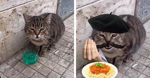Watch This Adorable Cat Say “Buongiorno” to a Woman in Italy