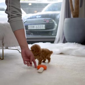 1.7M views · 45K reactions | Toby Www.Bettysteacuppuppies.Com | Betty Teacup Puppies | Facebook