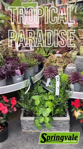 𝐒𝐨𝐥𝐚𝐧𝐚 𝐡𝐚𝐬 𝐜𝐫𝐞𝐚𝐭𝐞𝐝 𝐚 𝐬𝐭𝐮𝐧𝐧𝐢𝐧𝐠 𝐓𝐫𝐨𝐩𝐢𝐜𝐚𝐥 𝐏𝐚𝐫𝐚𝐝𝐢𝐬𝐞–𝐭𝐡𝐞𝐦𝐞𝐝 𝐝𝐢𝐬𝐩𝐥𝐚𝐲 in store, filled with lush plants and beautiful details to spark ideas for your own space. Plus, everything in it is 𝟮𝟬% 𝗼𝗳𝗳! 𝗖𝗼𝗺𝗲 𝗮𝗻𝗱 𝗰𝗵𝗲𝗰𝗸 𝗶𝘁 𝗼𝘂𝘁! | Springvale Garden Centre