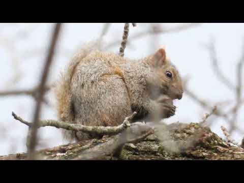Eastern Gray Squirrel Close‑Up | Stunning 4K Wildlife Video | Nikon Coolpix