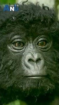 Robot spy Gorilla life Present by AnuVision