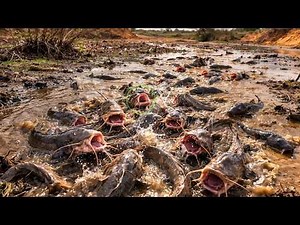 Not even drought can kill it: What makes the African catfish an ecological nightmare?