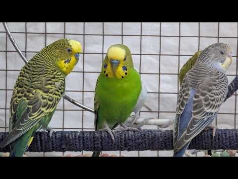 Relaxing Budgie Singing | Happy Parakeet Sounds 🎶