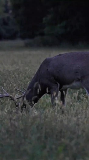 Close Range Buck Hunt | Heart-Stopping Shot#BuckHunting #DeerHunting#BigBuck #Whitetail #HuntingLife