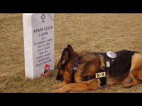 Dogs Loyal to Owner - Faithful Dogs who never leave you alone