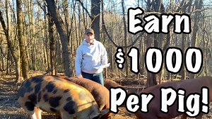 11 reactions | Make Money With Pastured Pigs - Earn $3500 in 6 Months talks about how you can make money on your farm raising pigs on pasture. Today we talk about the cost of raising pigs on pasture and how profitable can it be. We discuss making money with pastured pigs and how to make money with pastured pork. | Sheraton Park Farms | Facebook