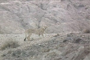 VIDEO: Two Asian cheetahs spotted in Shahrud