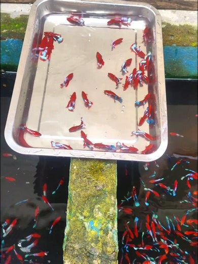 Akhirnya Cabe Mulai Dipetik: Semua Tentang Hellboy 🌶️