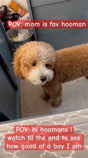 Hi my name is Asher #cute #cutedog #dog #dogshorts #cockapoo #funny #funnyanimals #pets #dogshorts