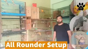 2.6K views · 132 reactions | Bird Setup Visit | Small conure, Lovebird and Cockatiel #birdsetup #cockatielsetup #conuresetup #sunconure #yellowsidedconure | Pet Guruji | Facebook