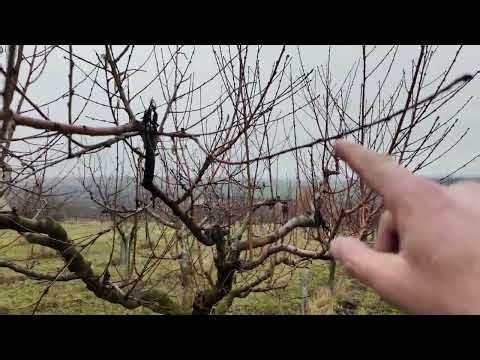 Proč jsem se rozhodnul ošetřit broskvoně v tomto pozdním čase? Radkův sad