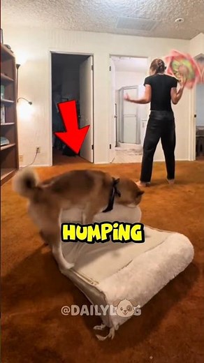 Dogs can't stop humping! 🤣💕 #dog #funnydogs #shorts