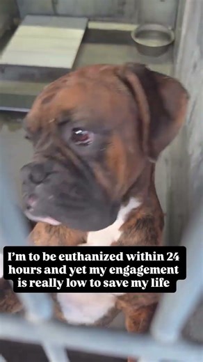 #donate #treamentanimation #animalrescue #adoptdontshop #pets