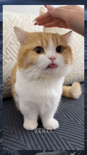 Bé Ngoan, Tí Thưởng Pate Nha #memes #funny #shorts