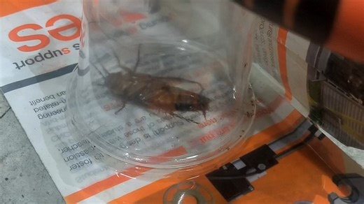 【FRCers】机油泡大螂