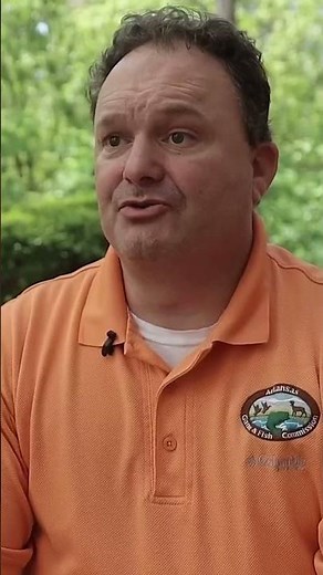 Warm weather brings buffalo gnats to Arkansas #shorts