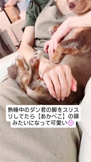 Chami’s room on Instagram: "#カニンヘンダックスのダン君 #【あかべこ】 #pecoいぬ部"