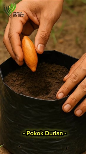 Cara Semaian Pokok Durian Menggunakan Biji Benih