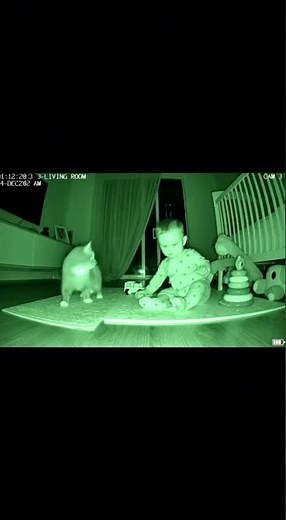 FEARLESS Cat ATTACKS Robber Saving Baby! 👶🚨 (CCTV)