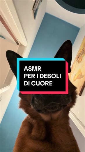 ASMR BON BON TOKYO 🥺🫠❤️ #viralvideos #dog #cani #🐶 #asmr