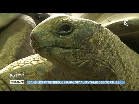 La vallée des tortues, un paradis pour ces reptiles