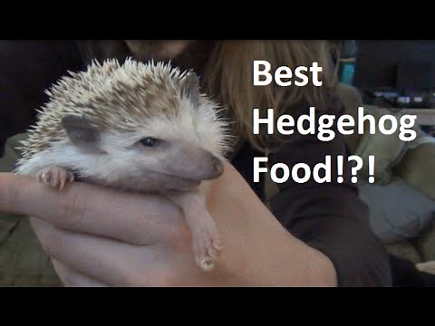Best Food For Pet Hedgehogs?!?