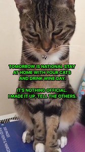 Do you wanna celebrate this day? 🐈‍⬛❣️😂 . . . . #CatFacts #CatBehavior #CatLife #CatLovers #CatsOfInstagram #FelineFriends #MeowTime #CaturdayEveryday #PetLovers #CatReels | Ask My Cats